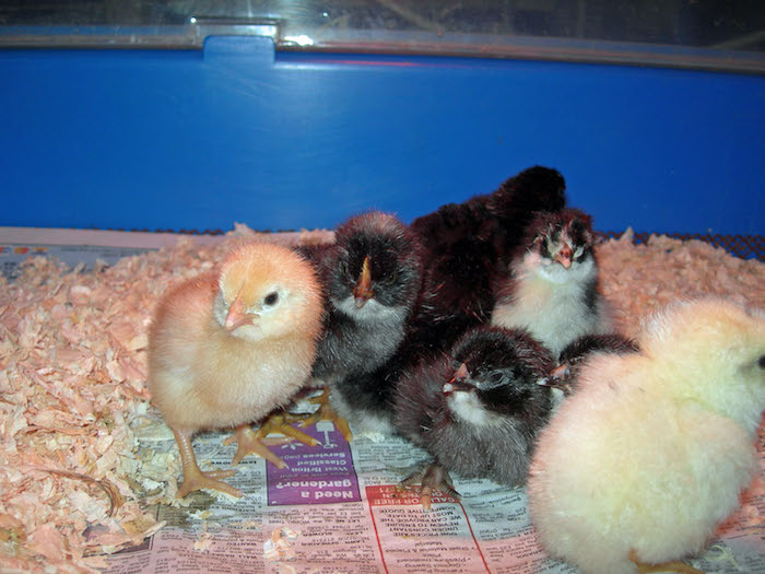 holiday-boarding-for-chickens